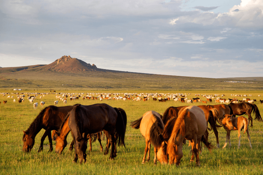 Нутгийн 60 гаруй хувьд бэлчээрийн ургамал цухуйгаагүй байна